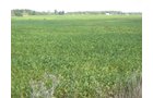 Property photo 35 - 110+/- Acres offered in 4 Tillable Tracts